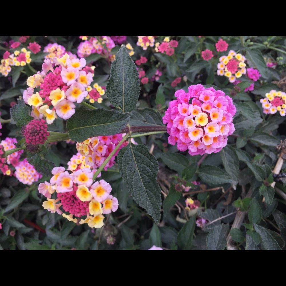 Meet your Posher, Nina